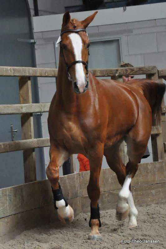 kwpn fokmerrie merrie 14 jaar vos te koop - Foto 2