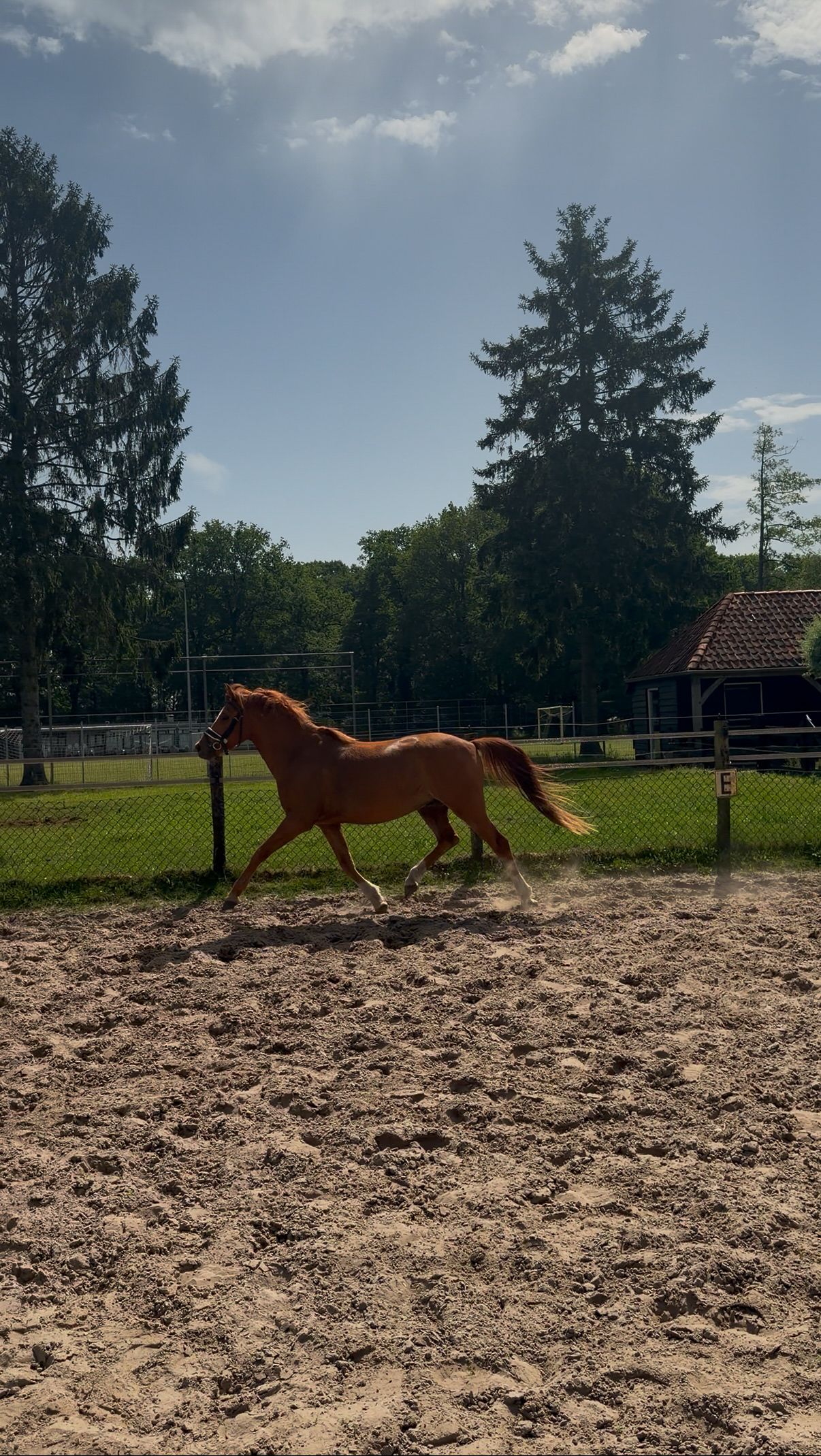 new-forest allround-pony ruin 3 سنوات vos للبيع - صورة 3