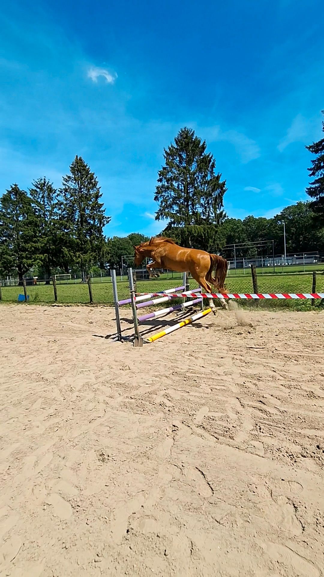 new-forest allround-pony ruin 3 سنوات vos للبيع - صورة 4