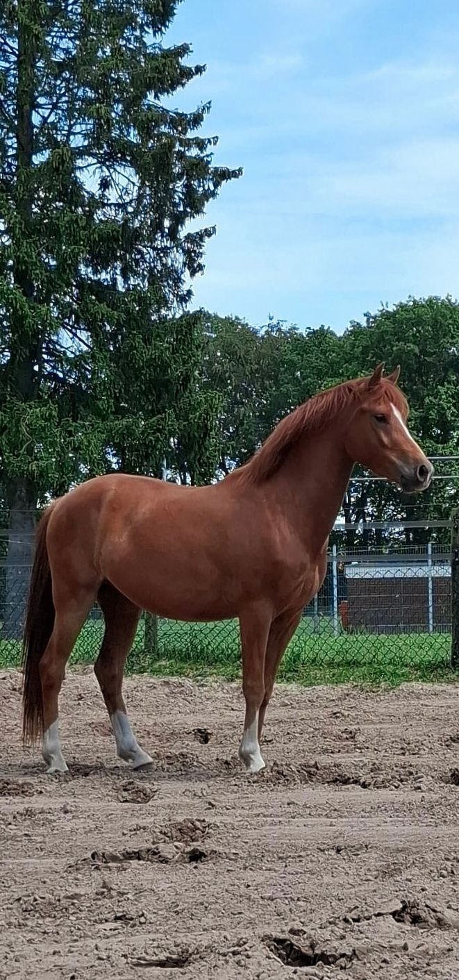 new-forest allround-pony ruin 3 سنوات vos للبيع - صورة 2