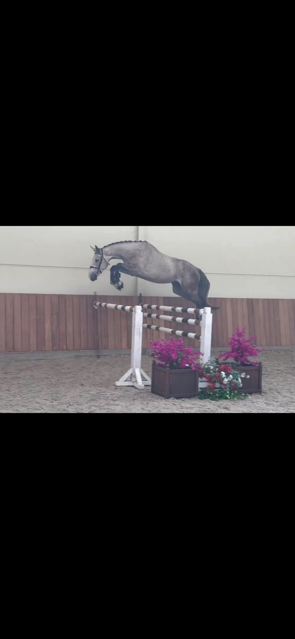 Attractive, appealing showjumper mare with top pedigree