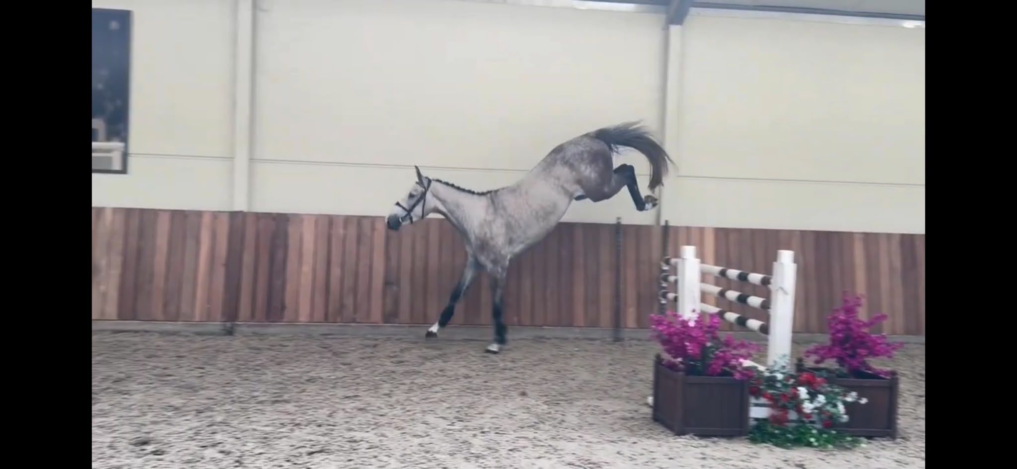 bwp springpaard merrie 3 years old schimmel for sale - Photo 2