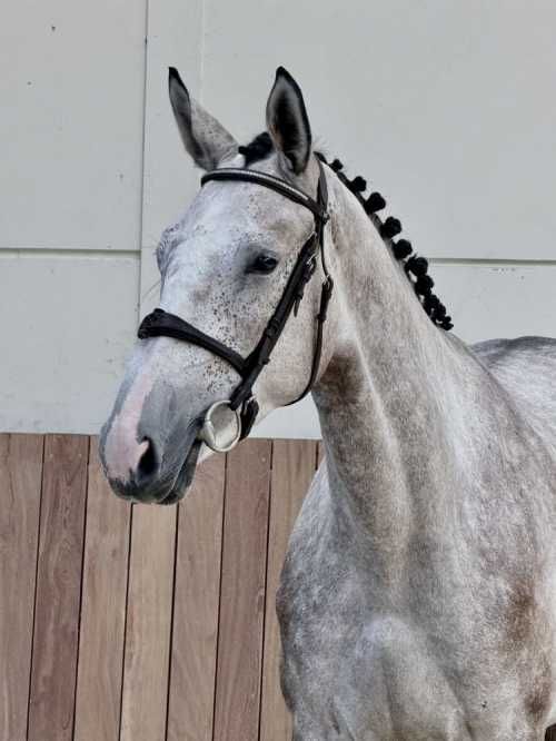 bwp springpaard merrie 3 years old schimmel for sale - Photo 3