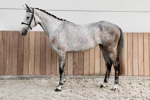 bwp springpaard merrie 3 years old schimmel for sale - Photo 4