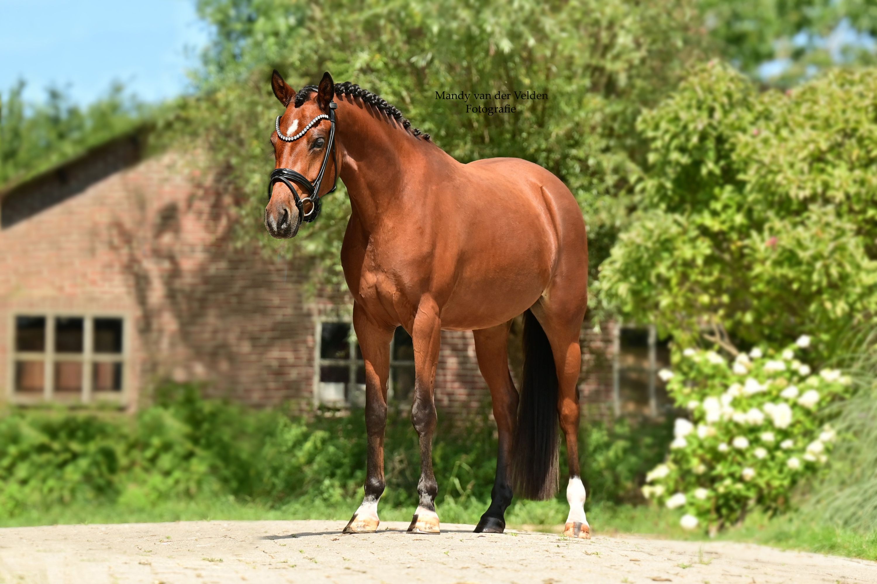 welsh allround-pony merrie 4 år bruin til salg - Foto 4