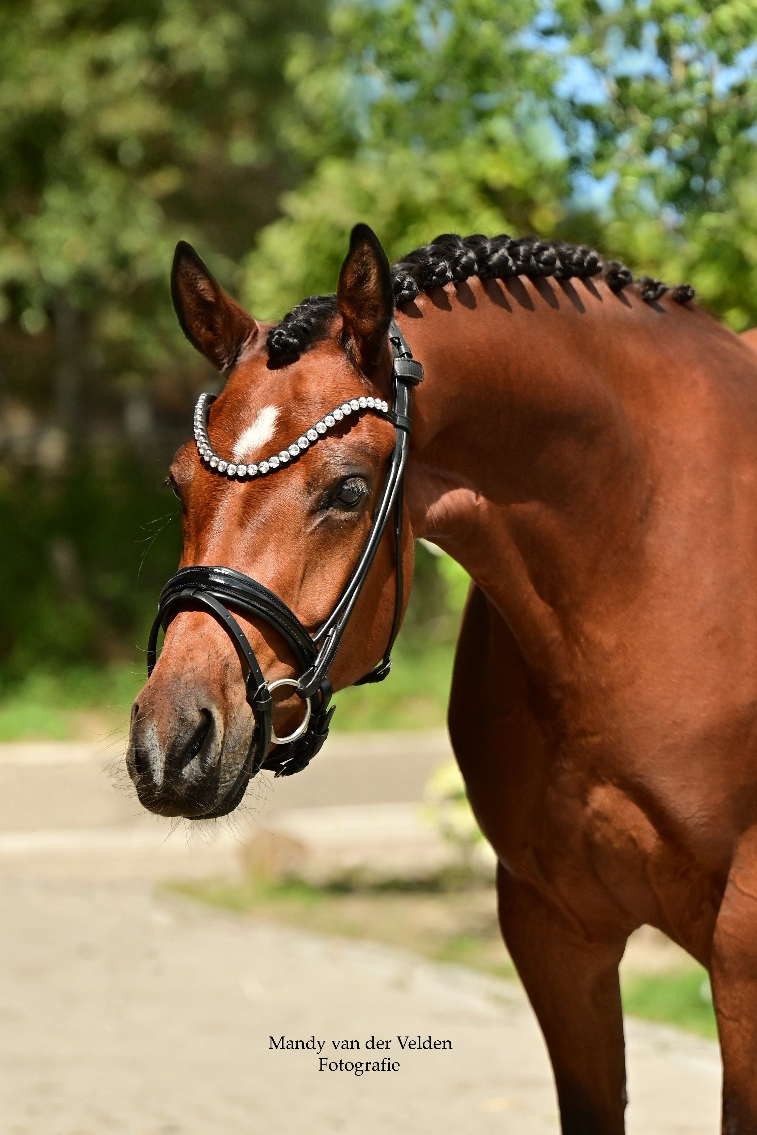 welsh allround-pony merrie 4 år bruin til salg - Foto 3