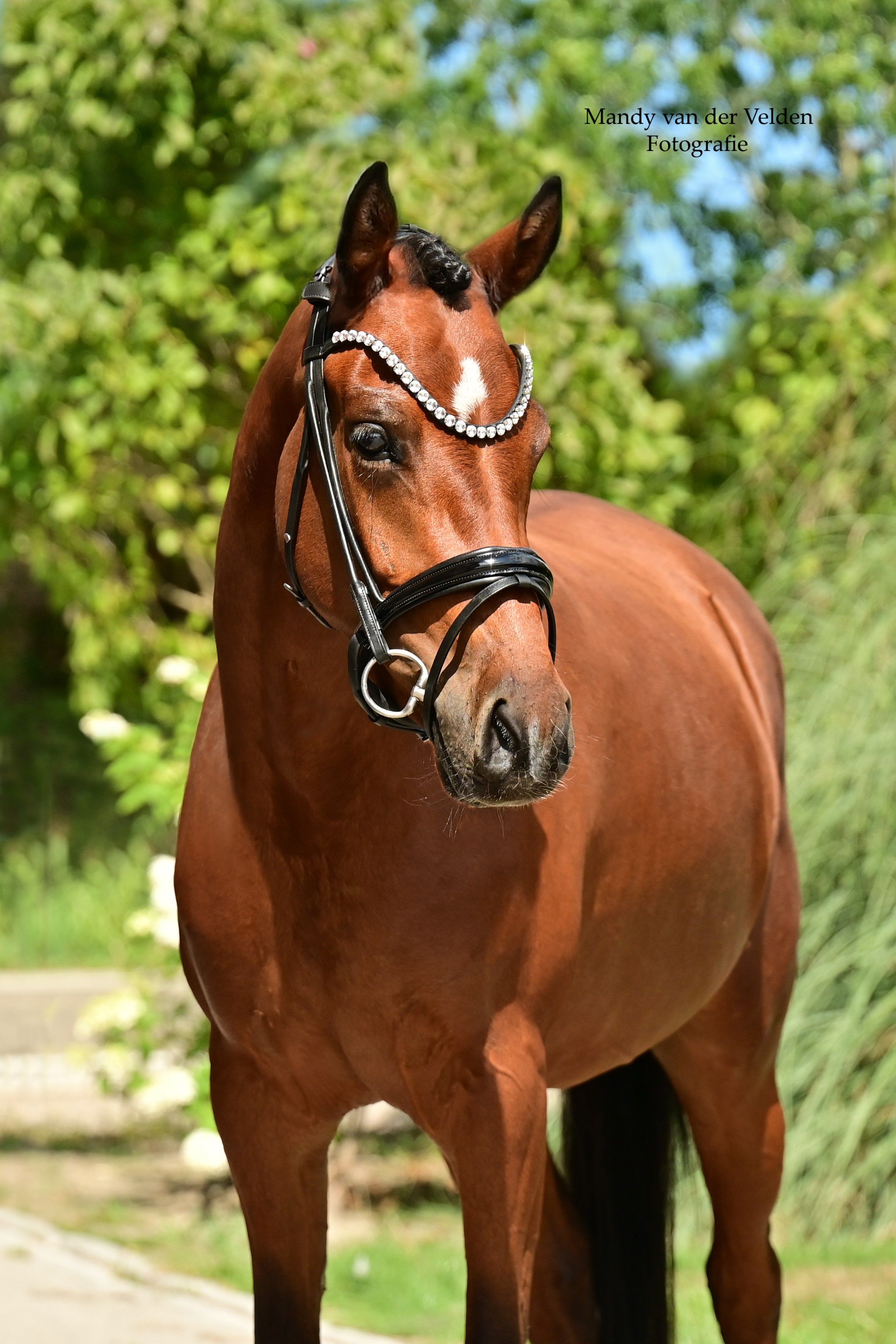 welsh allround-pony merrie 4 år bruin til salg - Foto 2