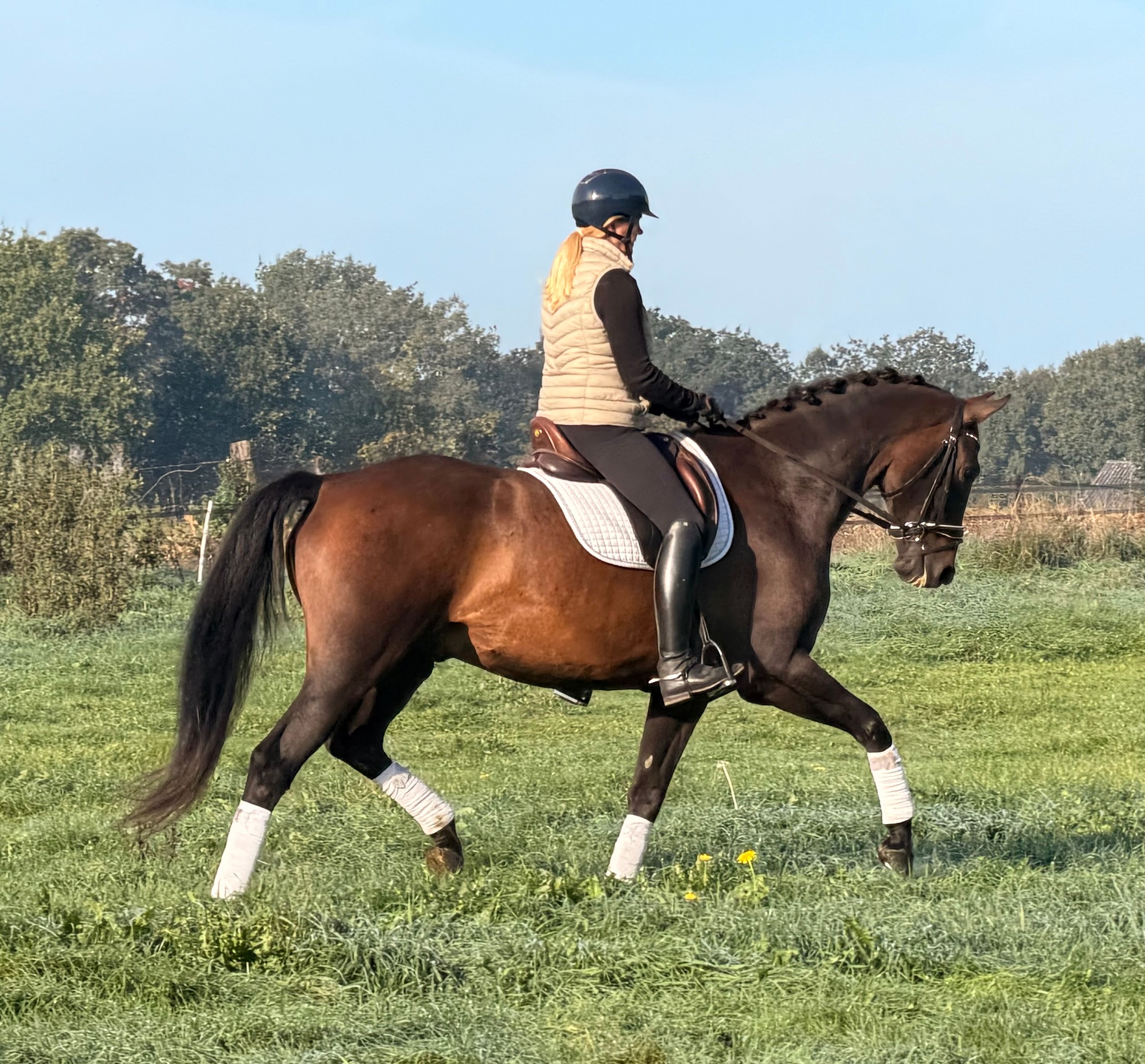 kwpn dressuurpaard ruin 11 år donkerbruin til salgs - Foto 2
