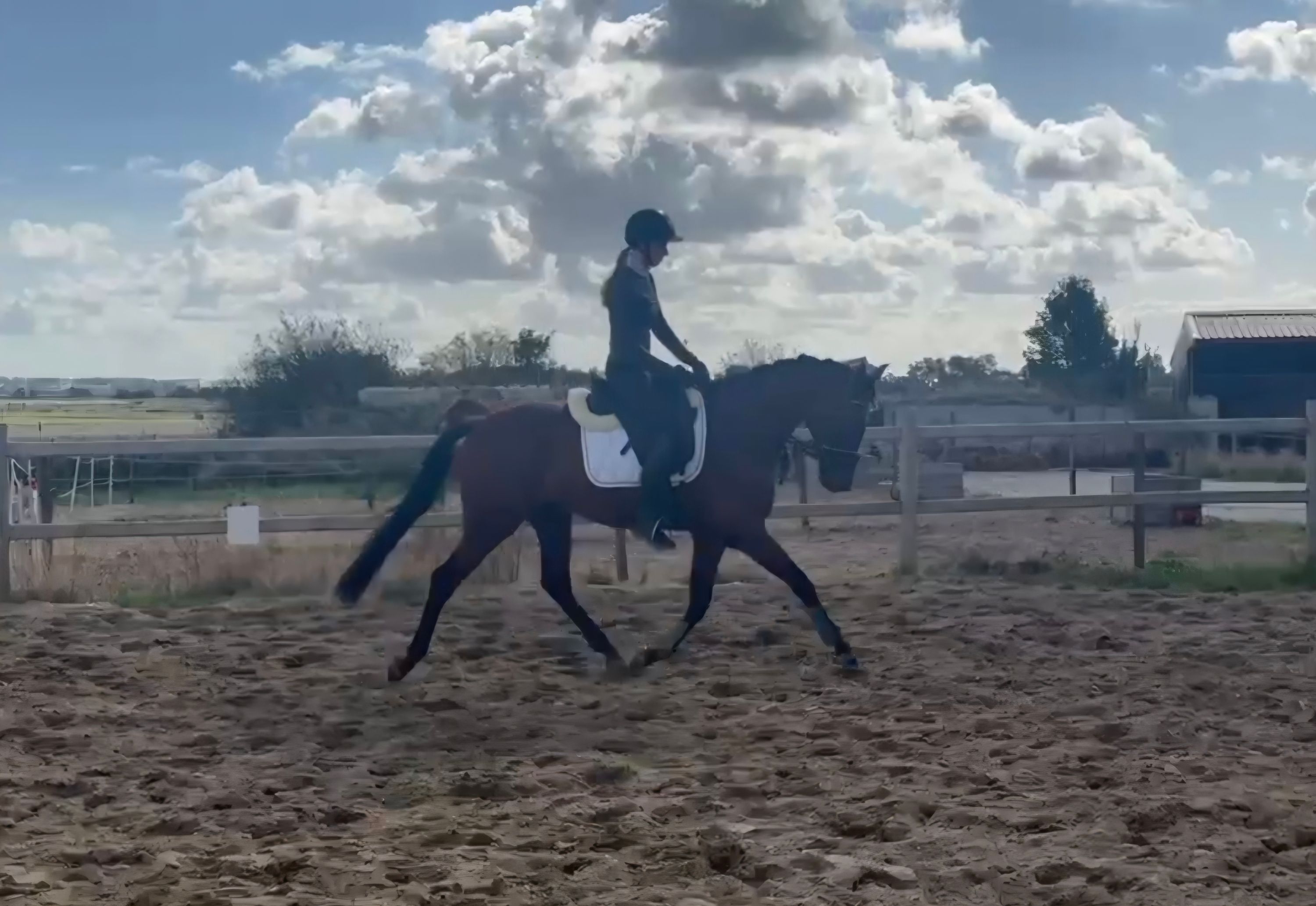 kwpn dressuurpaard ruin 4 Jahre alt bruin zu verkaufen - Foto 2