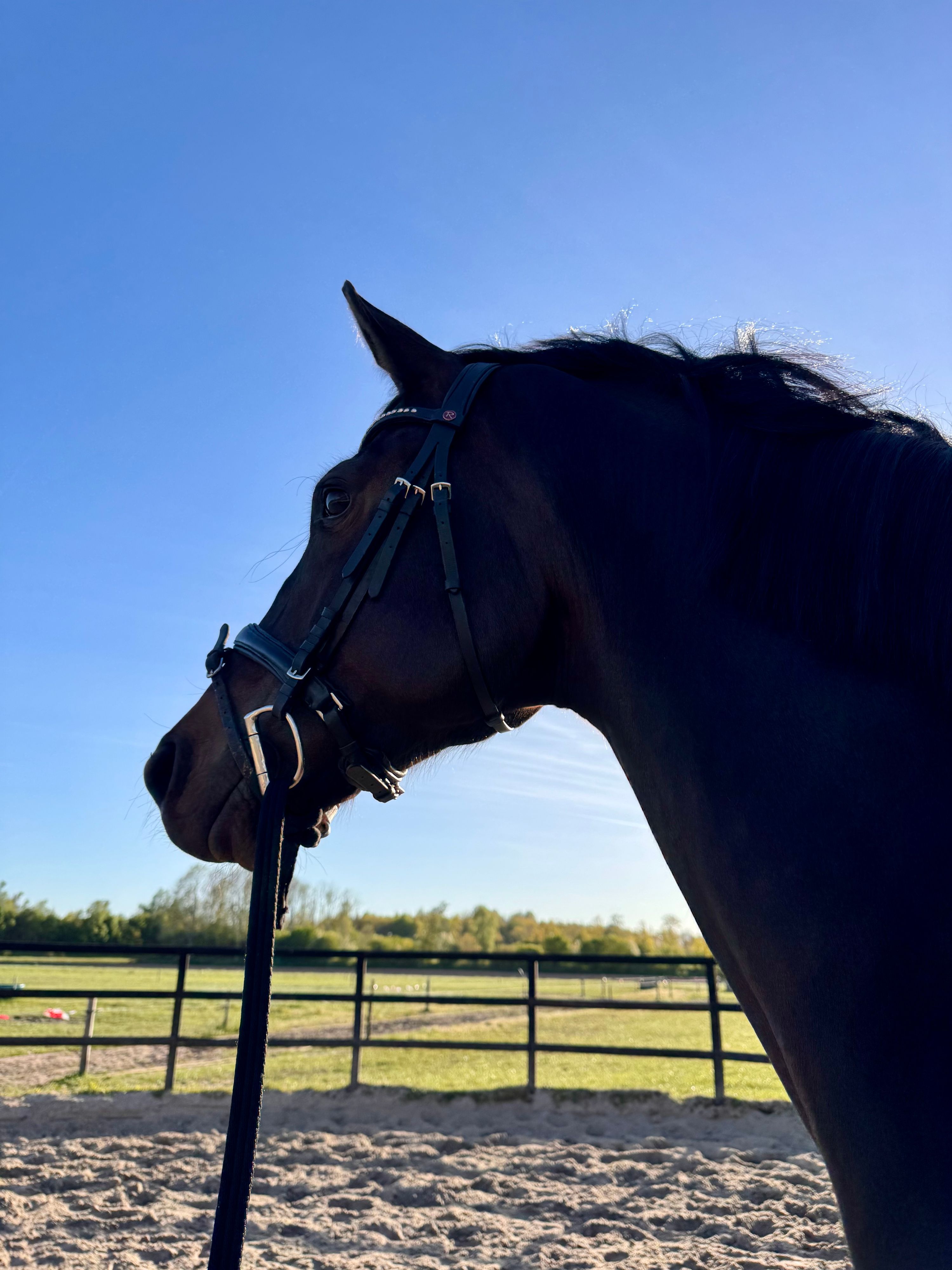 kwpn dressuurpaard ruin 5 år donkerbruin till salu - Foto 2