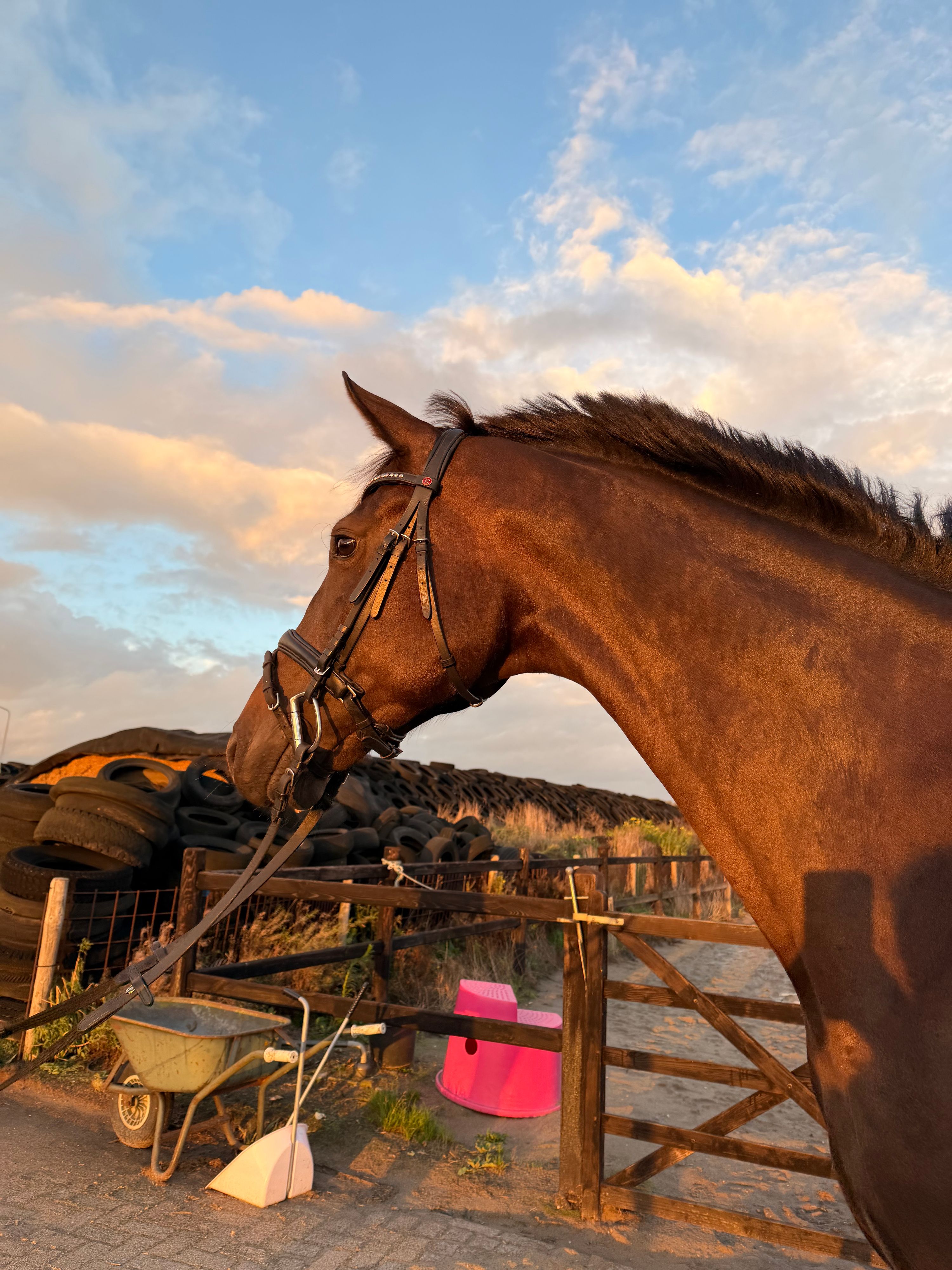 kwpn dressuurpaard ruin 5 år donkerbruin till salu - Foto 4