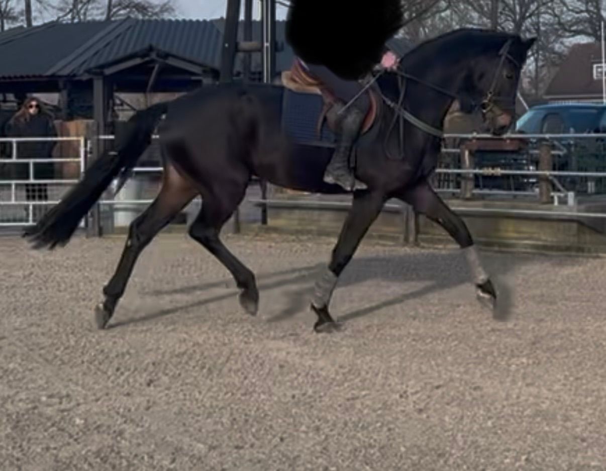 kwpn dressuurpaard ruin 5 år donkerbruin till salu - Foto 3
