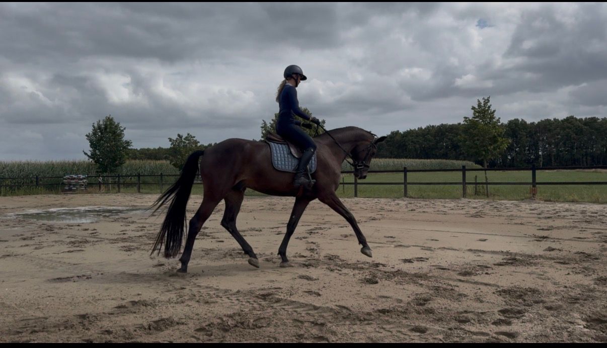 kwpn dressuurpaard ruin 5 år donkerbruin till salu - Foto 5
