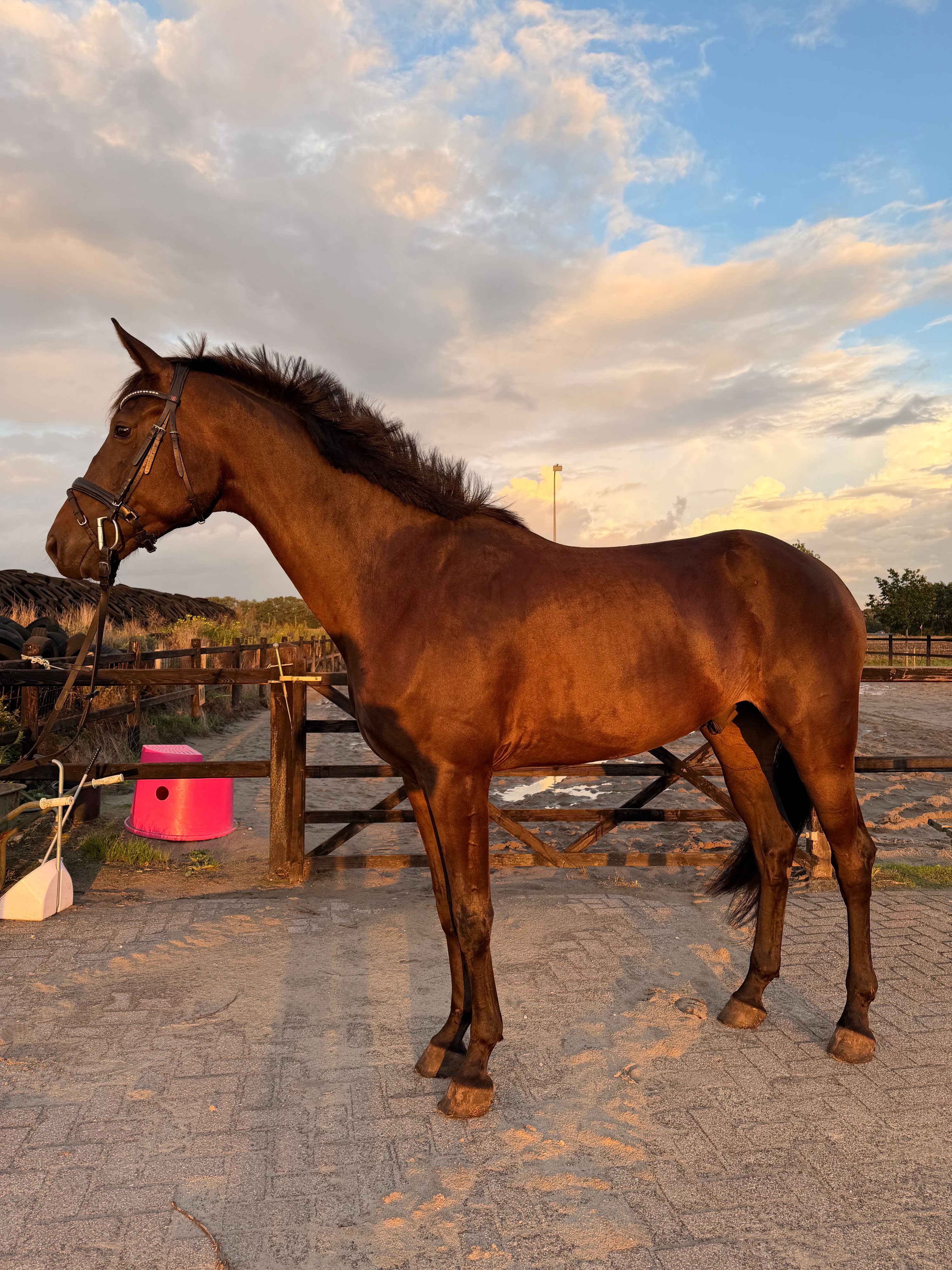 kwpn dressuurpaard ruin 5 år donkerbruin till salu - Foto 6
