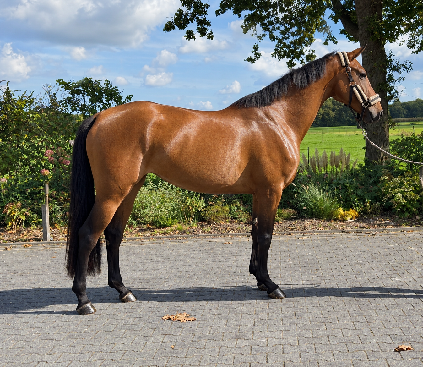 Super leuke brave 3.5 jarig springpaard!