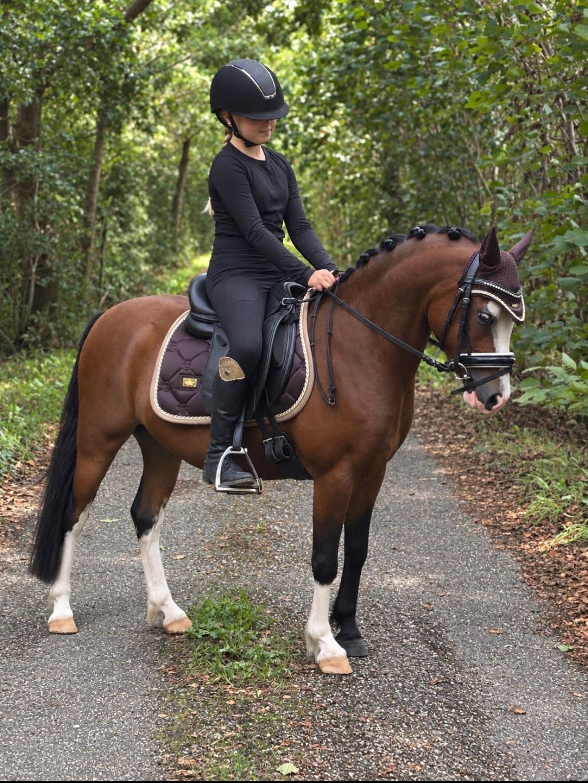 welsh allround-pony ruin 3 ετών andere-kleur προς πώληση - Φωτογραφία 2