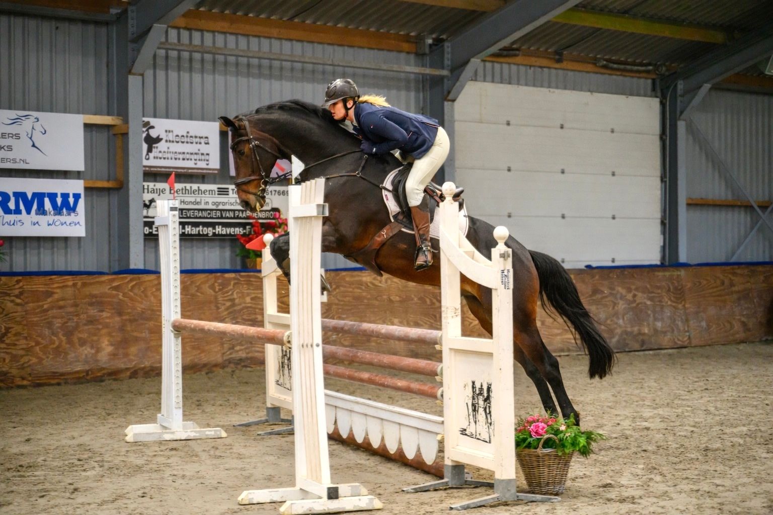 westfalen allrounder ruin 11 år donkerbruin til salg - Foto 2