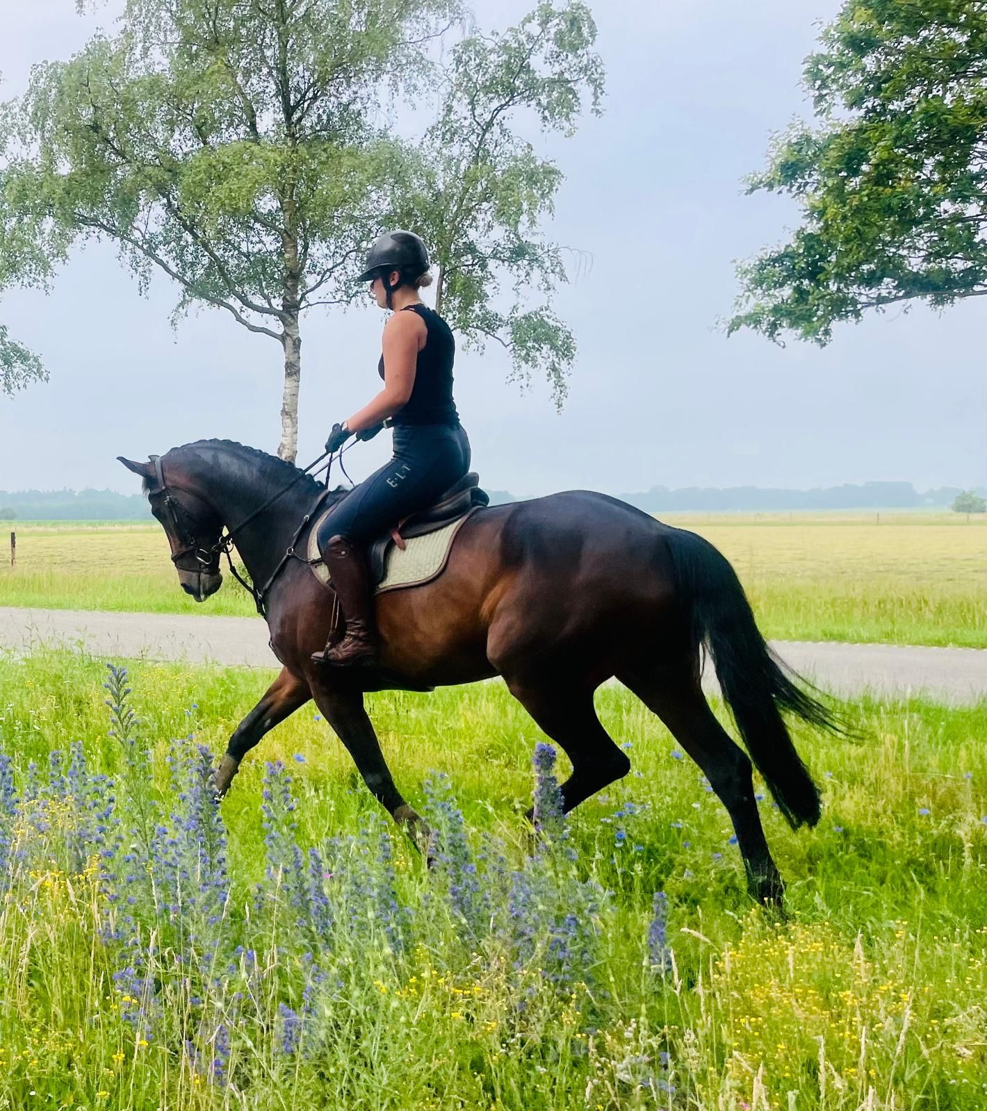 westfalen allrounder ruin 11 år donkerbruin til salg - Foto 4