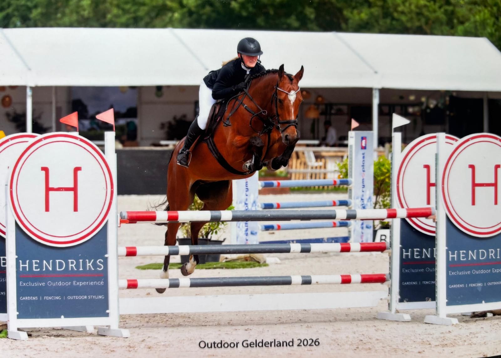 Allroundpferd: 6-jähriger Wallach