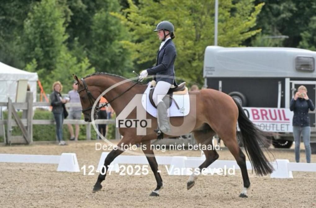 kwpn springpaard ruin 6 år bruin til salg - Foto 2