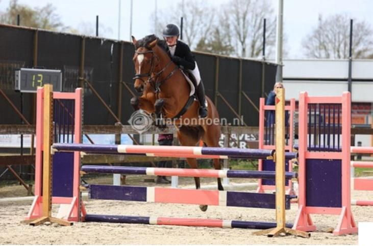 kwpn springpaard ruin 6 år bruin til salg - Foto 3