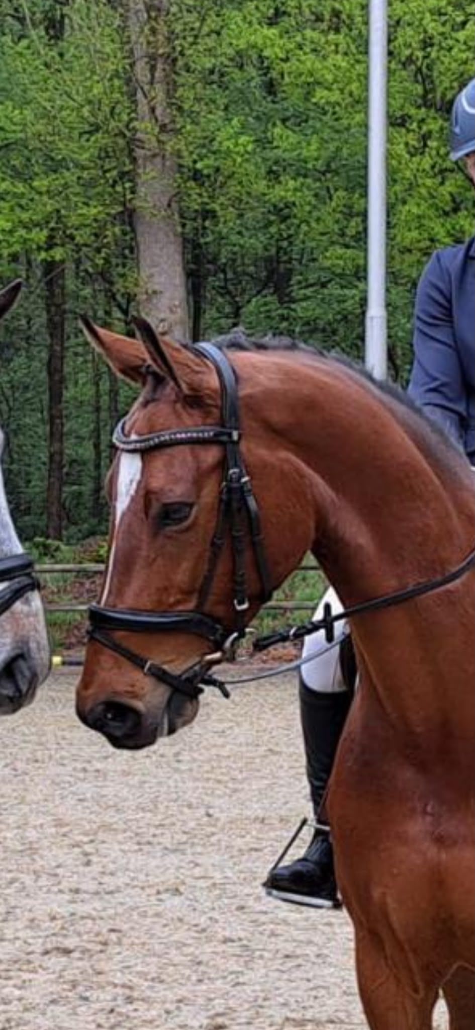 kwpn springpaard ruin 6 år bruin til salg - Foto 4