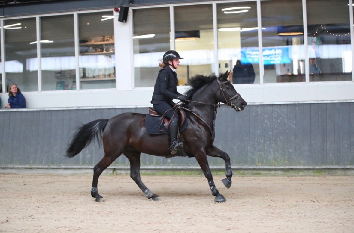 new-forest allround-pony merrie 13 سنوات zwart للبيع - صورة 3
