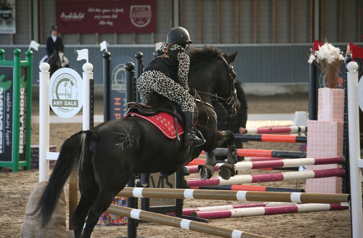 new-forest allround-pony merrie 13 سنوات zwart للبيع - صورة 5