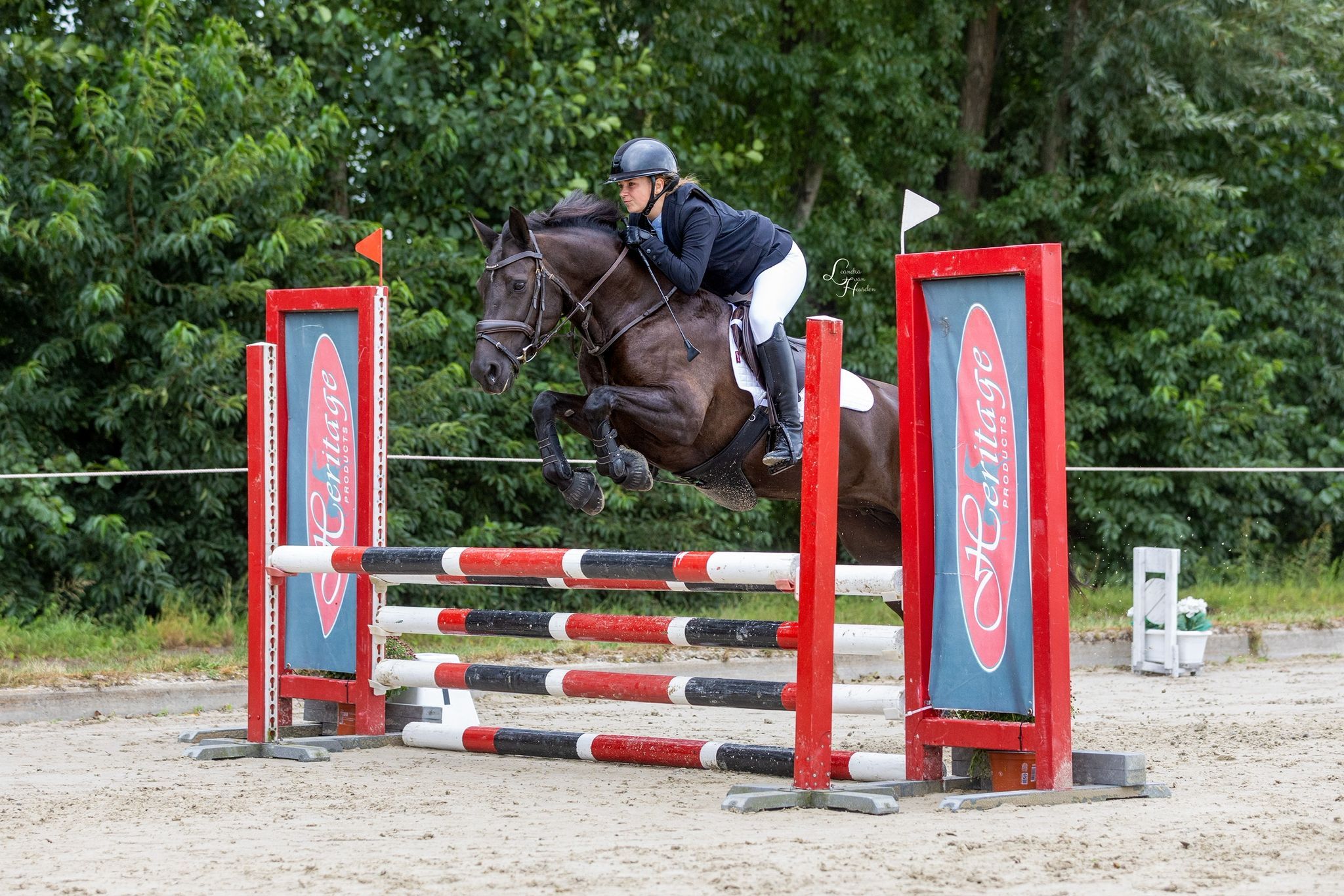 new-forest allround-pony merrie 13 سنوات zwart للبيع - صورة 2