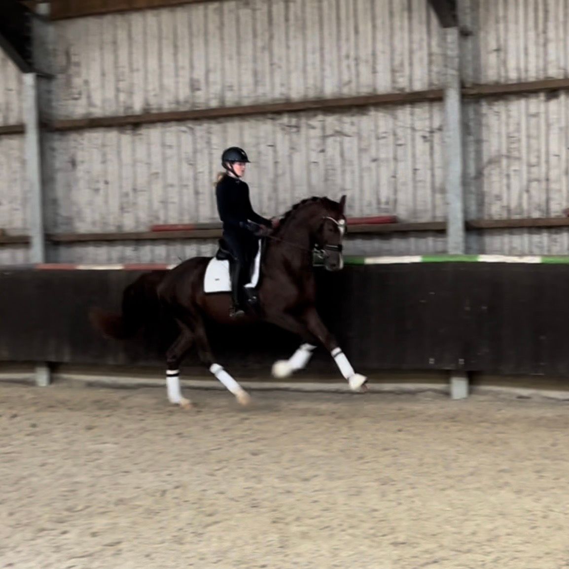 4歳の黒栗毛の牡馬