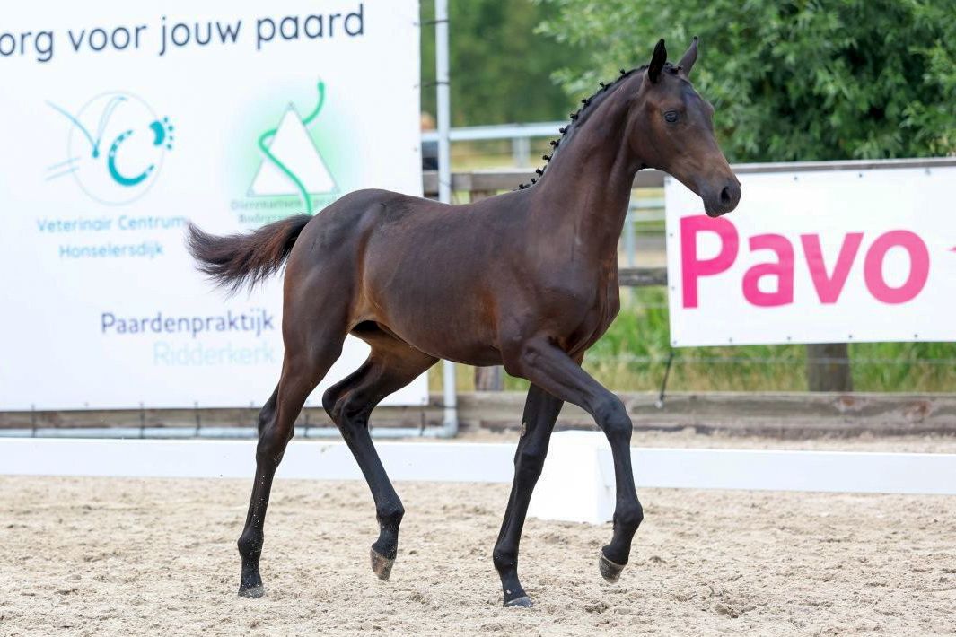 kwpn dressuurpaard merrie 0 ani zwart de vânzare - Foto 2