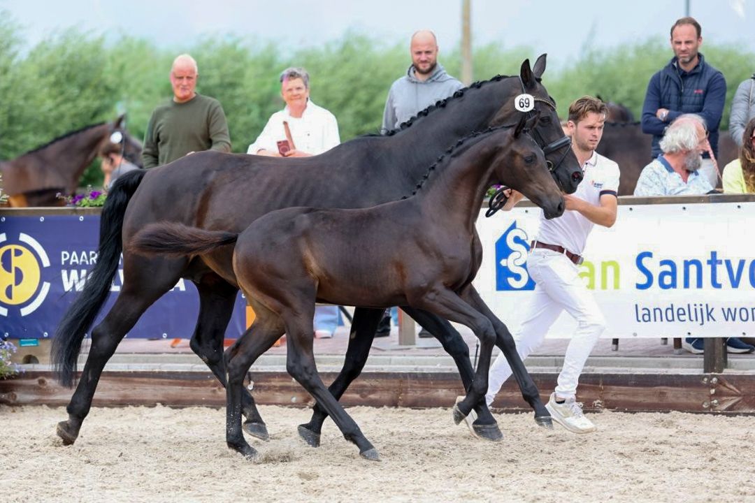 kwpn dressuurpaard merrie 0 ani zwart de vânzare - Foto 3