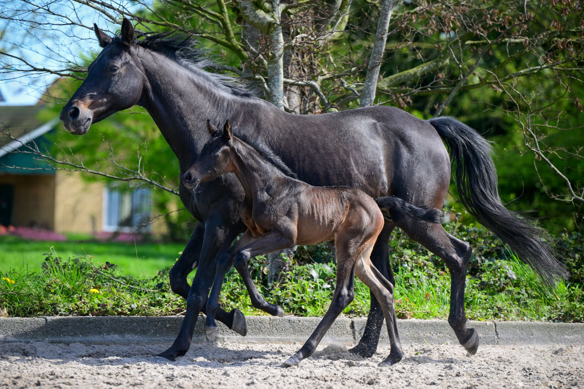 kwpn dressuurpaard merrie 0 ani zwart de vânzare - Foto 4