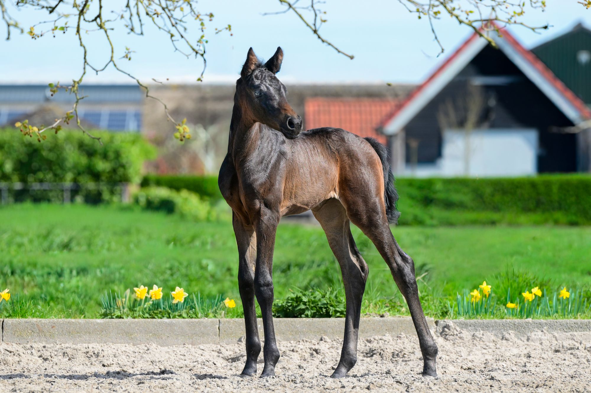 kwpn dressuurpaard merrie 0 ani zwart de vânzare - Foto 6