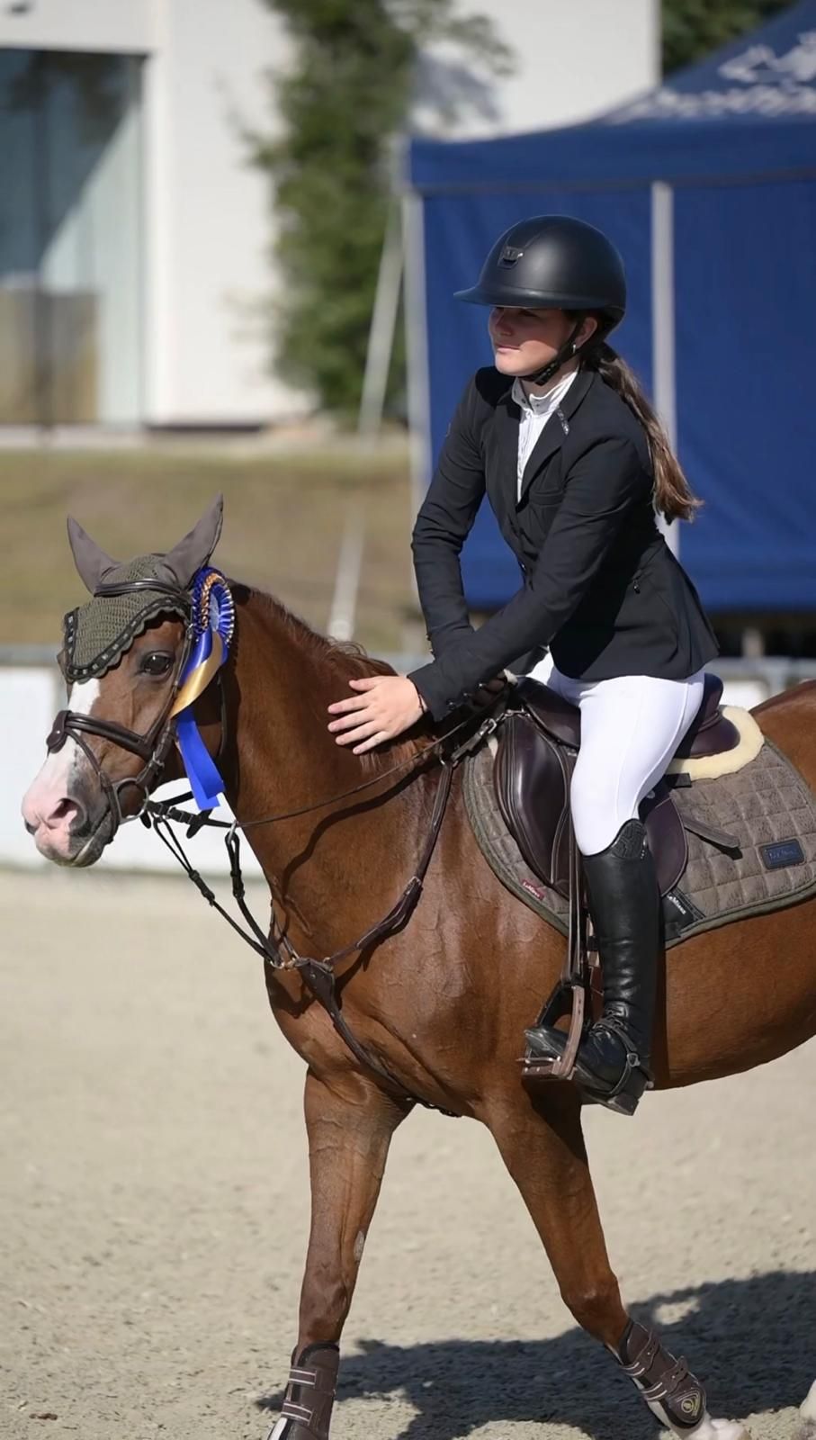 welsh allround-pony merrie 21 سنوات vos للبيع - صورة 2