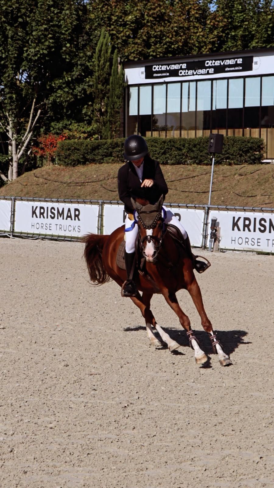 welsh allround-pony merrie 21 سنوات vos للبيع - صورة 4