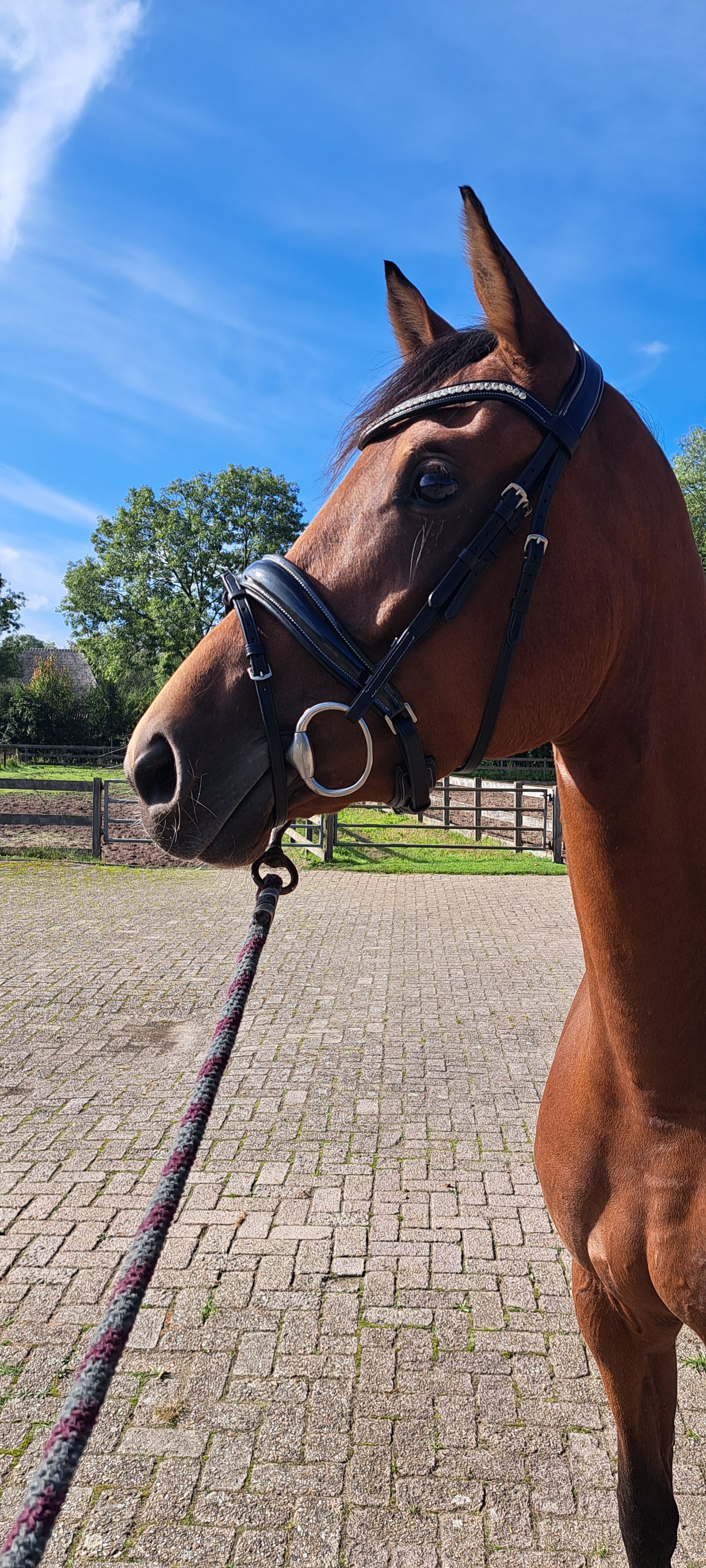 3 Jarige O'toto vd Wimphof 