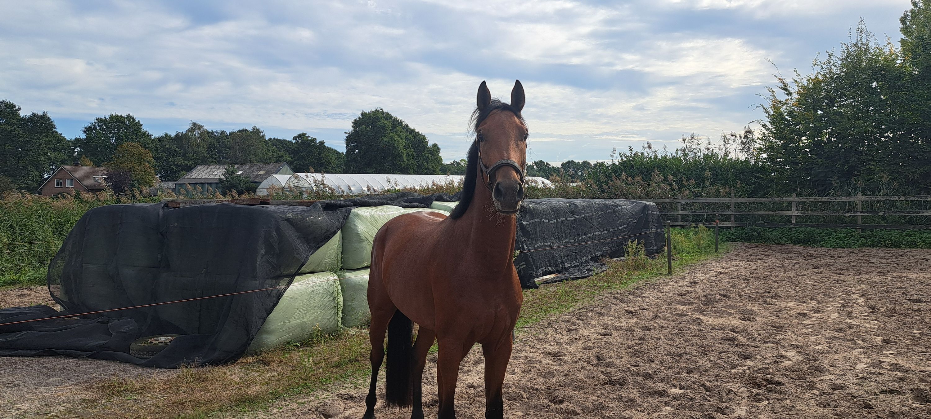 kwpn dressuurpaard merrie 3 jaar bruin te koop - Foto 2