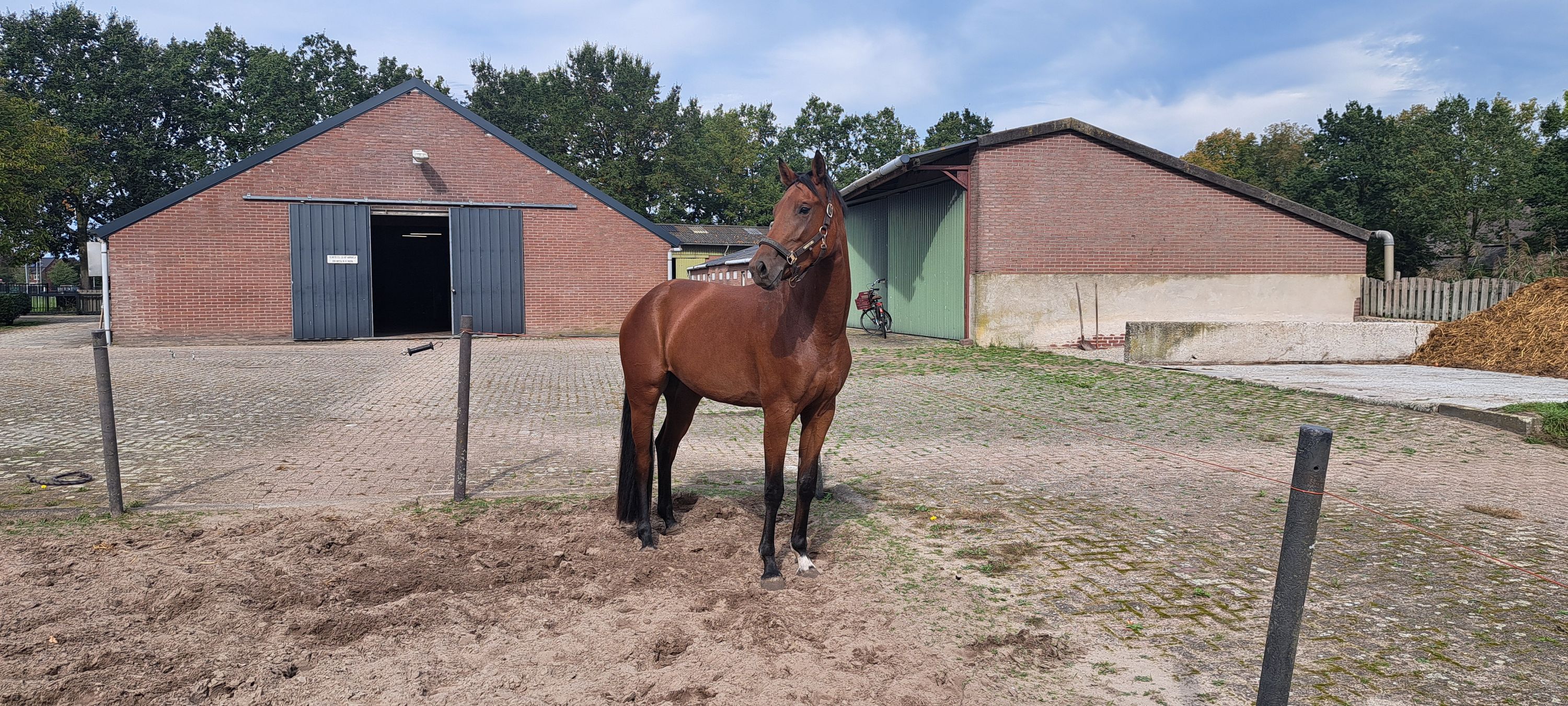 kwpn dressuurpaard merrie 3 jaar bruin te koop - Foto 3