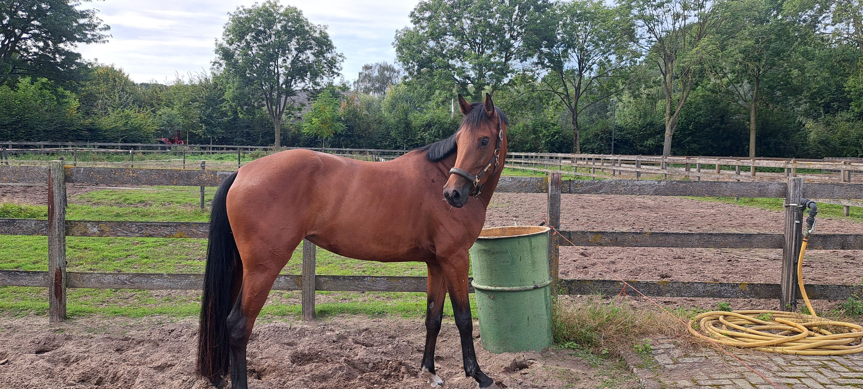 kwpn dressuurpaard merrie 3 jaar bruin te koop - Foto 4