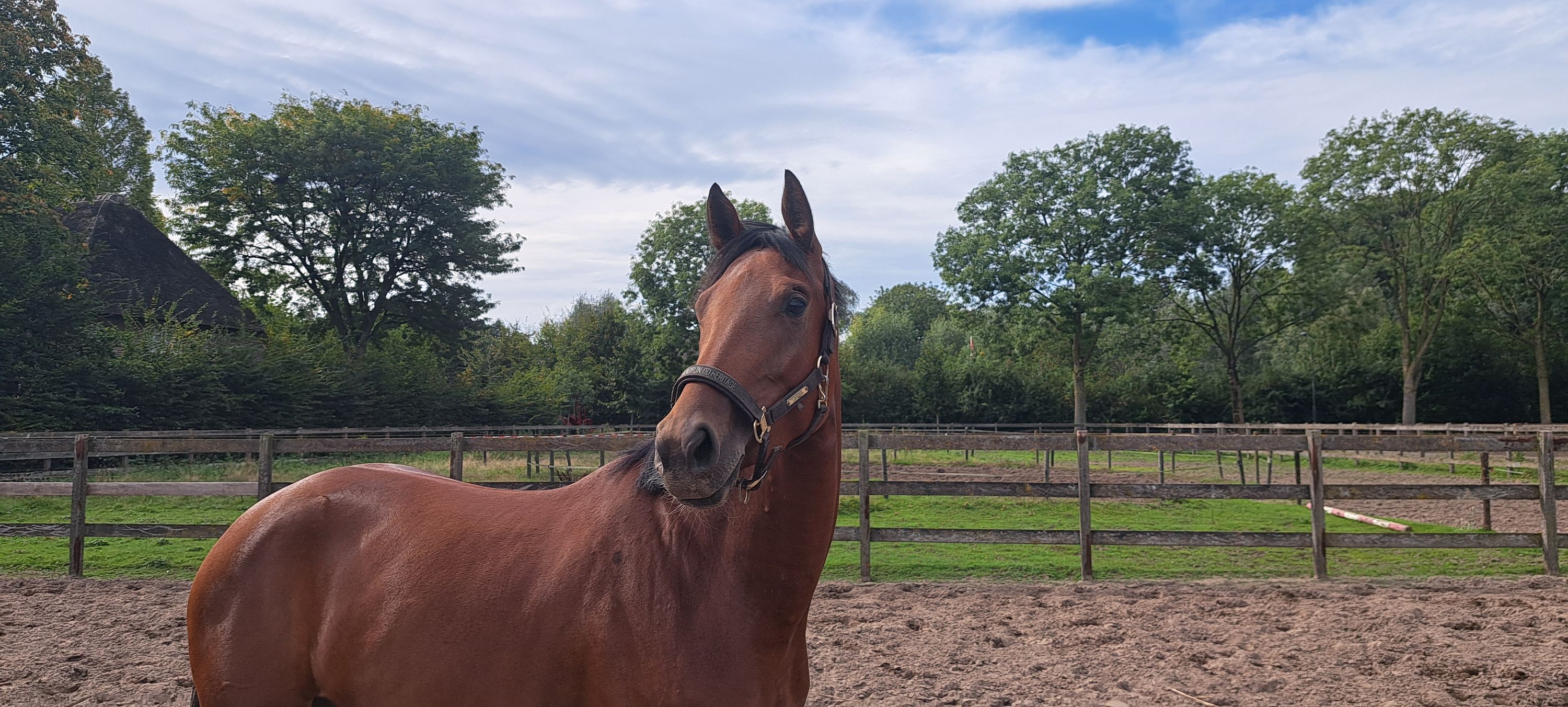kwpn dressuurpaard merrie 3 jaar bruin te koop - Foto 5