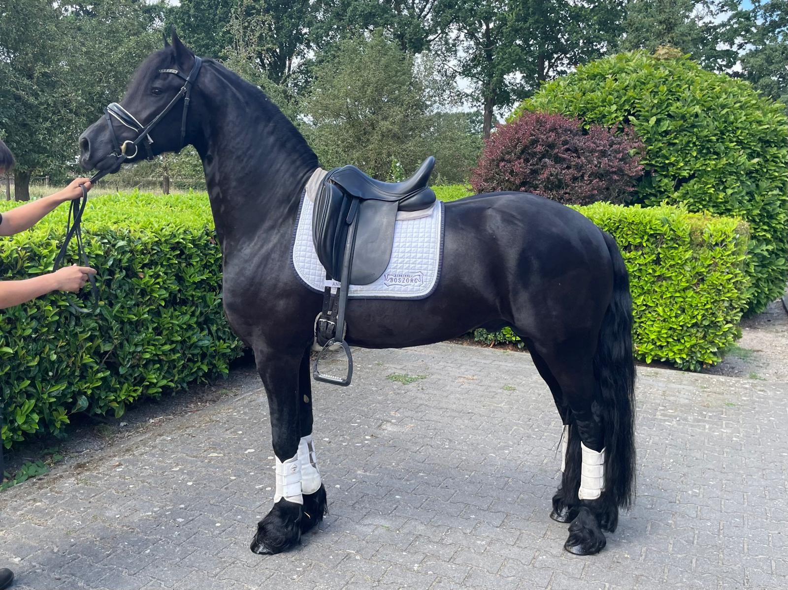 Getalenteerde sporthengst/ruin ster ⭐️ 