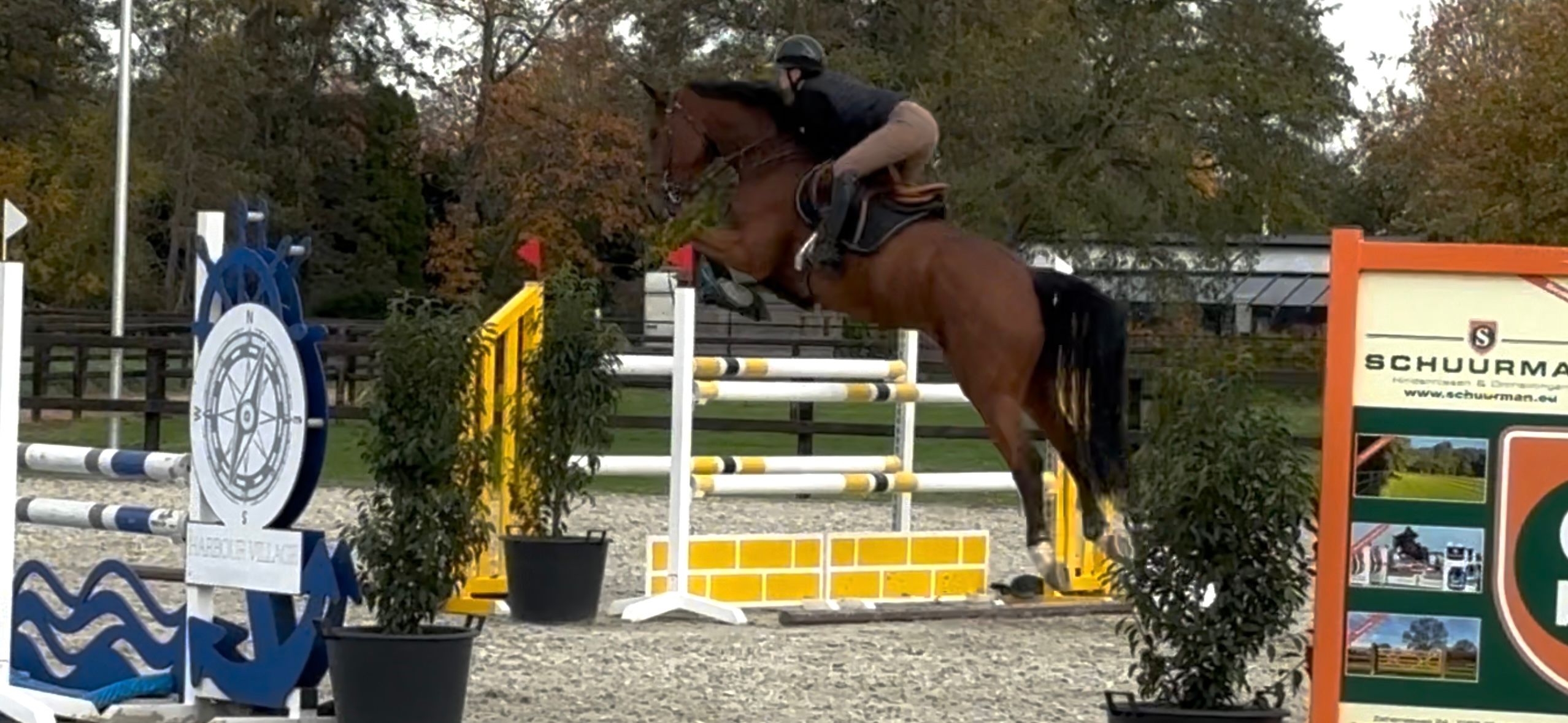 kwpn springpaard ruin 6 years old bruin for sale - Photo 5