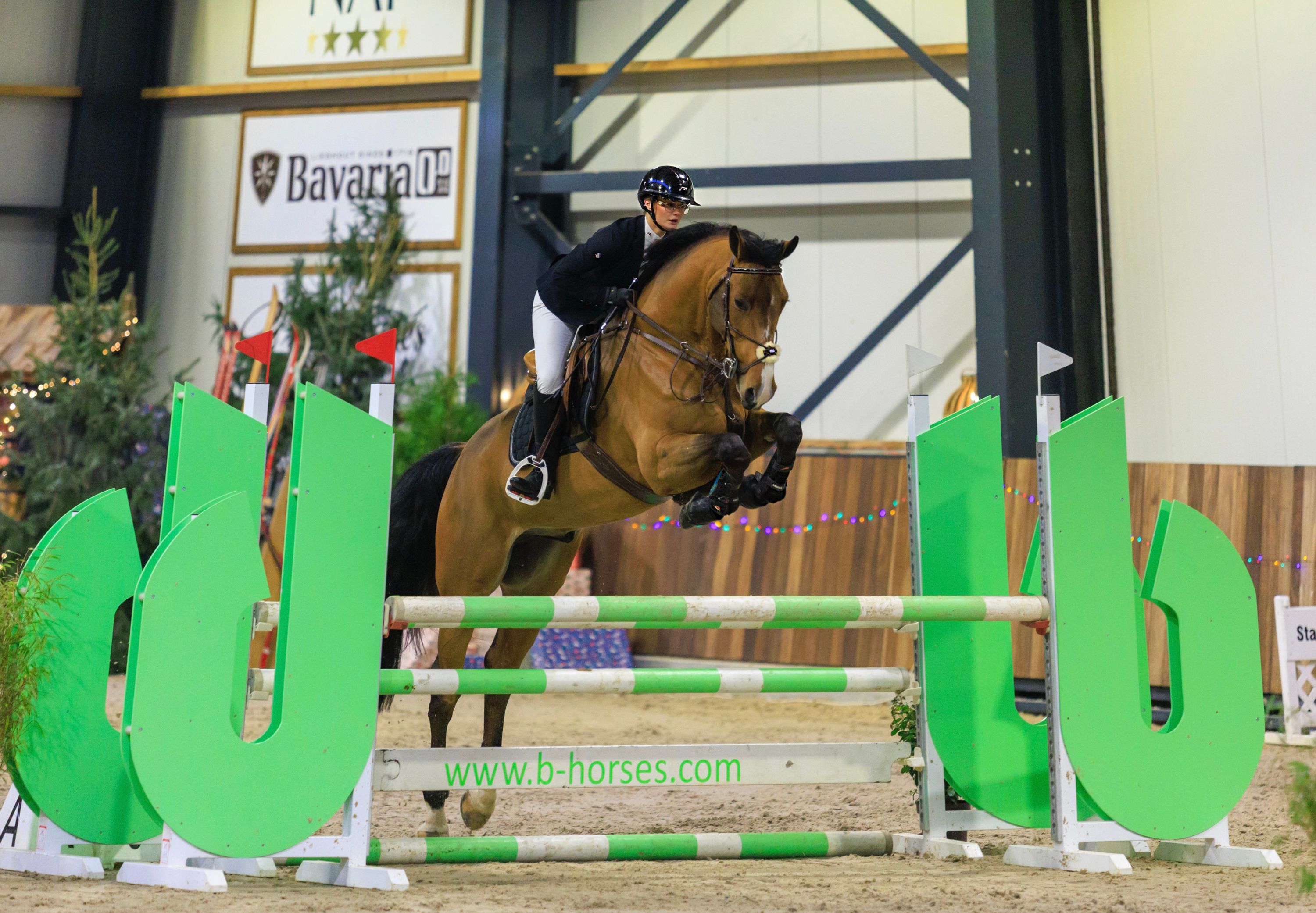 kwpn springpaard ruin 6 years old bruin for sale - Photo 4
