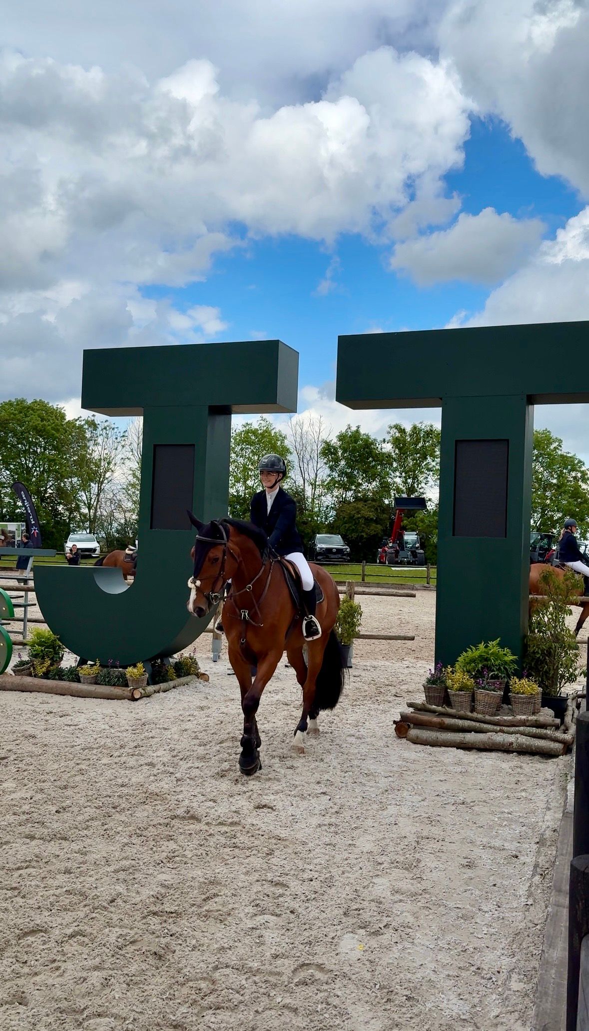 kwpn springpaard ruin 6 years old bruin for sale - Photo 2