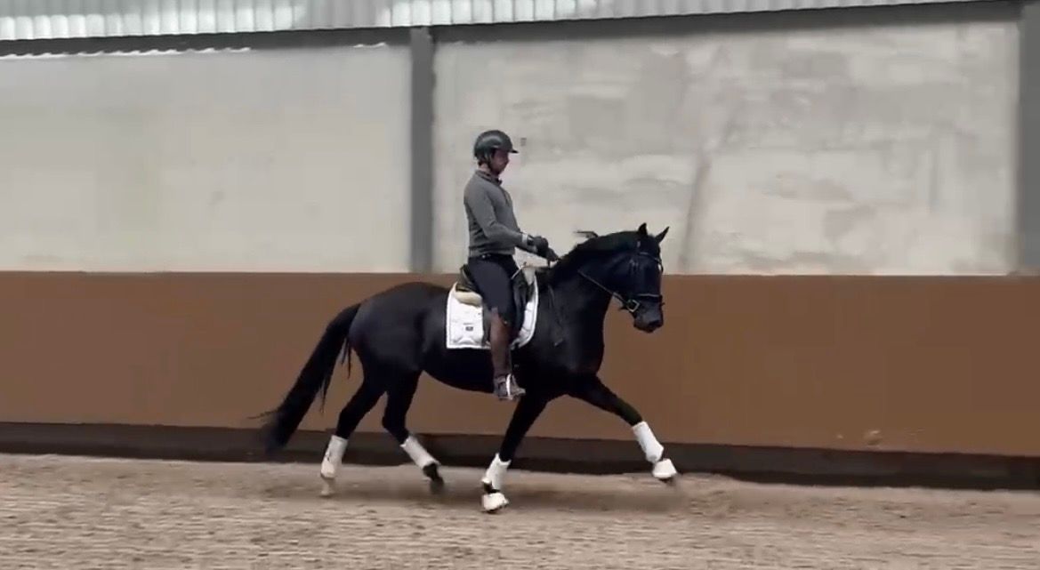Super brave 3 jarige merrie met top kwaliteit!