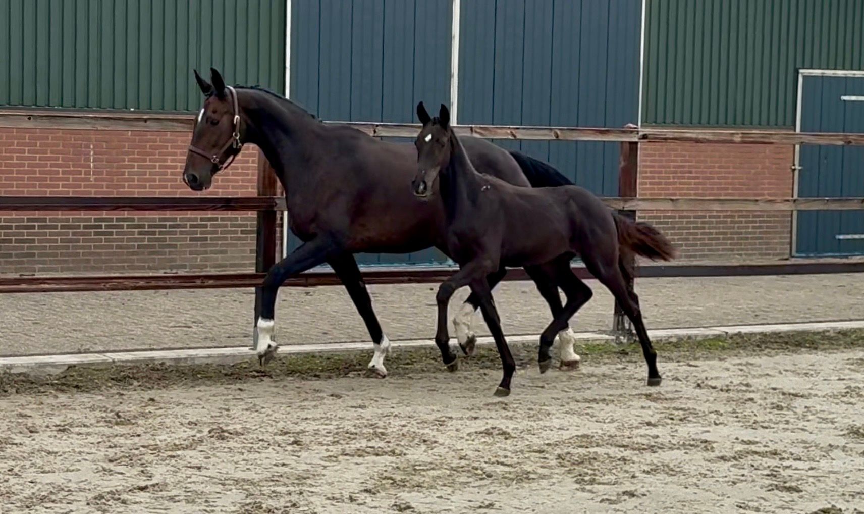 kwpn dressuurpaard merrie 0 years old donkerbruin for sale - Photo 2
