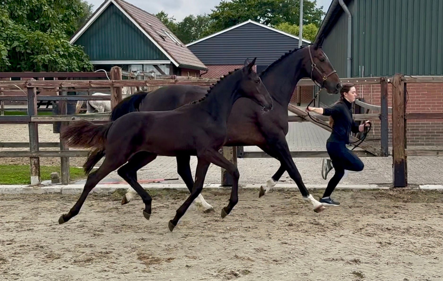 kwpn dressuurpaard merrie 0 years old donkerbruin for sale - Photo 6