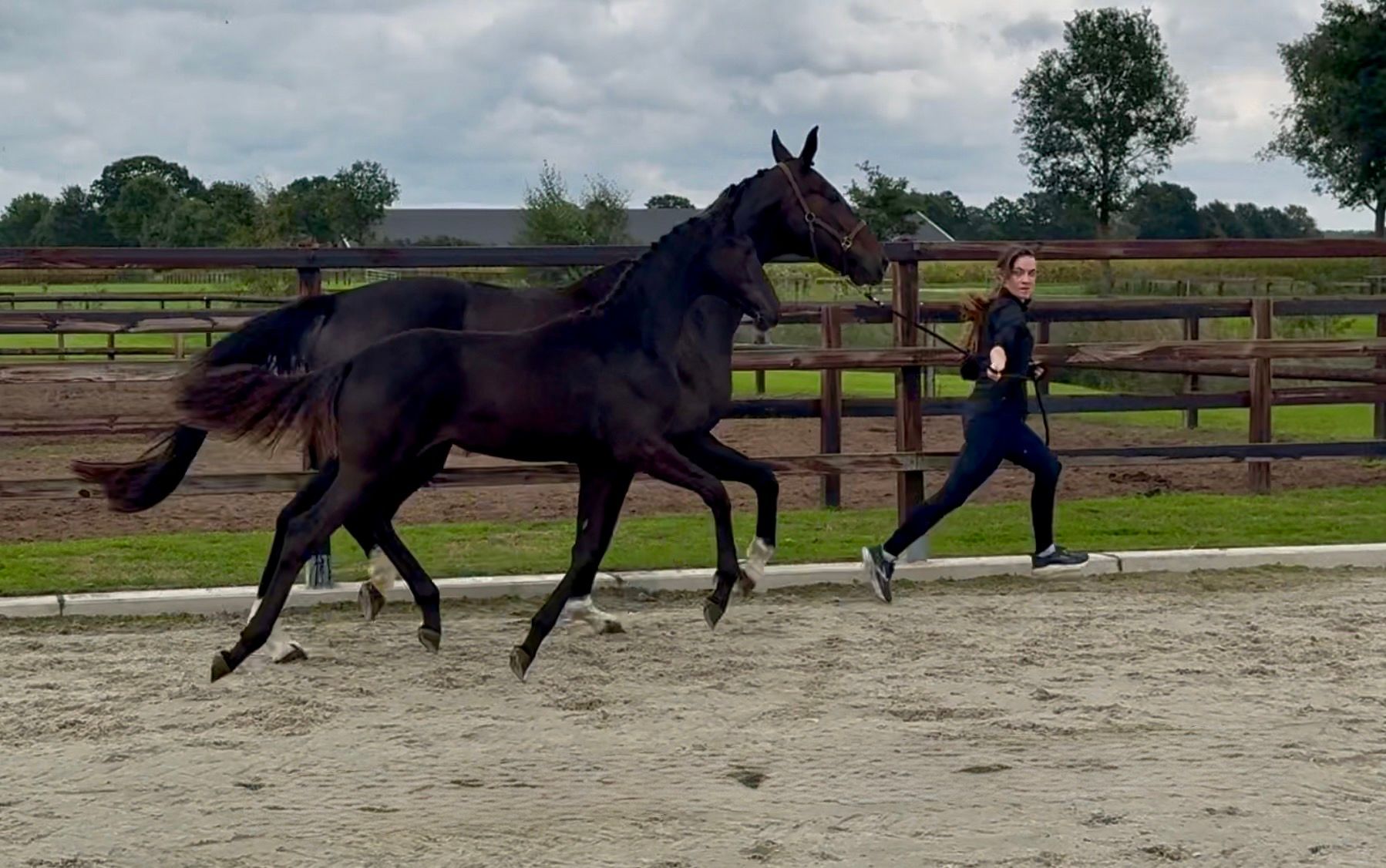 kwpn dressuurpaard merrie 0 years old donkerbruin for sale - Photo 4