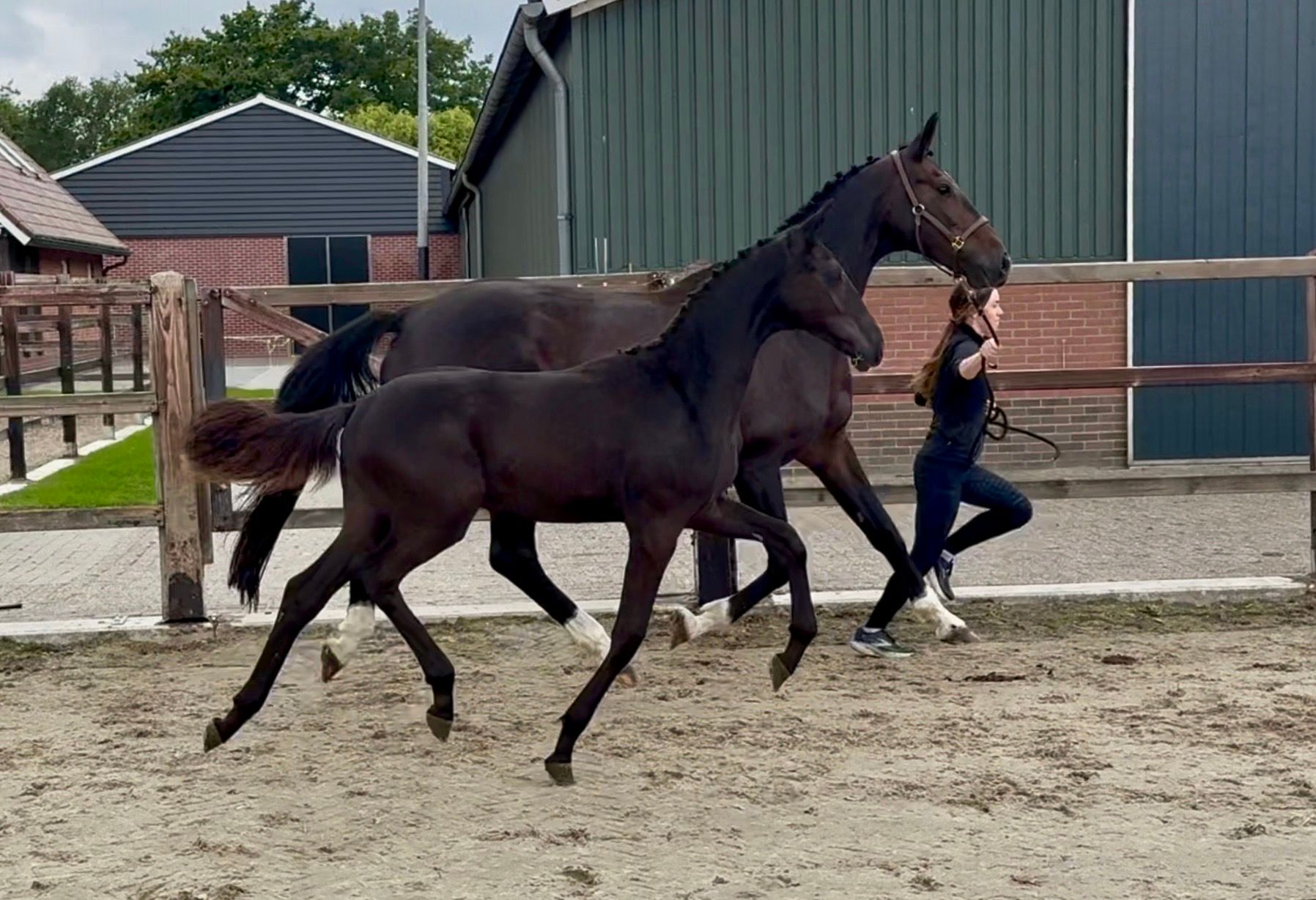 kwpn dressuurpaard merrie 0 years old donkerbruin for sale - Photo 3